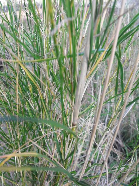 Oloptum thomasii (=Piptatherum miliaceum subsp. thomasii)